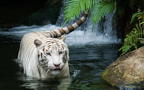 белый тигр, тигр, животные, папоротники, вода, белые тигры, HD обои HD wallpaper