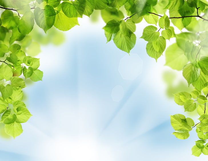 Green leaf wallpaper, the sky, nature, leaves, twigs, the nature, HD  wallpaper | Wallpaperbetter