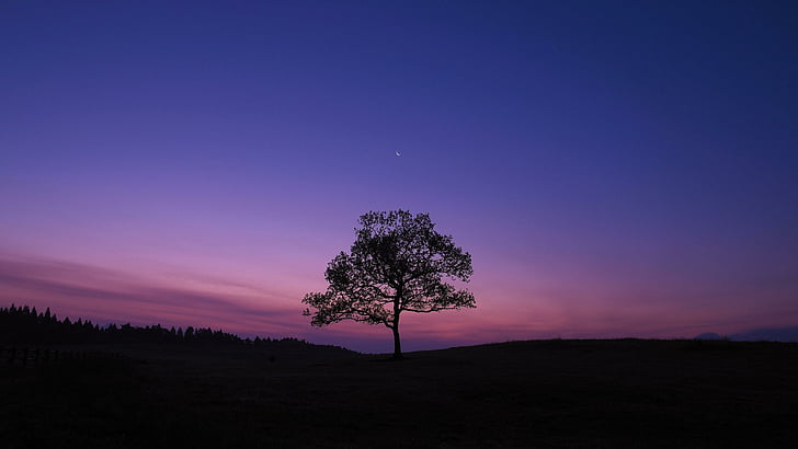drzewo, nocne niebo, samotne drzewo, samotnie, księżyc, krajobraz, niebo, horyzont, samotny, sylwetka, noc, atmosfera, poświata, wieczór, Tapety HD