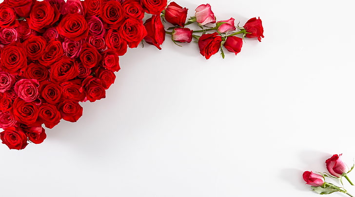 Rosas rojas sobre fondo blanco, rosas rojas, Aero, Blanco, Hermoso, Amor, Flores, Rosa, Presente, Romántico, Regalo, floral, Fantasía, Día de San Valentín, redroses, proflowers, Fondo de pantalla HD