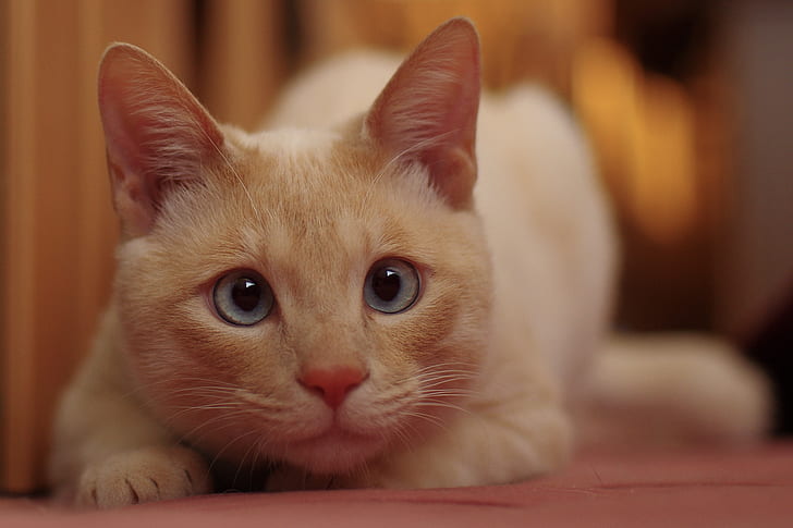 gatto, bianco, occhi, Koshak, sguardi, Sfondo HD