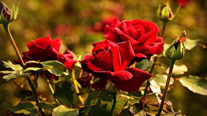 flowers, background, stems, bright, rose, Bush, roses, garden, red, bokeh, HD wallpaper