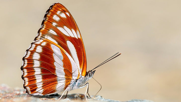 motyl, owad, zapylacz, fotografia makro, stawonogi, dzika przyroda, motyl monarcha, Tapety HD