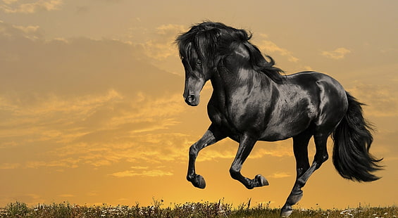 Czarny koń biegnie, malowanie czarnego konia, zwierzęta, konie, czarny, koń, bieganie, Tapety HD HD wallpaper
