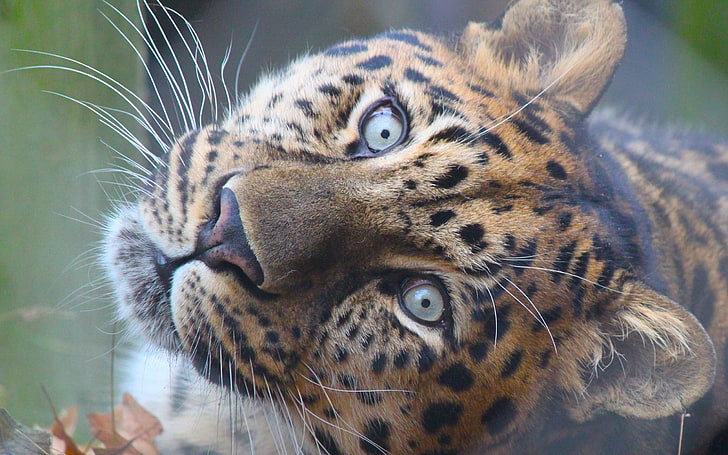 brown and black leopard, leopard, muzzle, predator, eyes, big cat, HD wallpaper