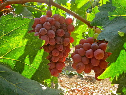 красный виноград, виноград, ветка, листья, HD обои HD wallpaper