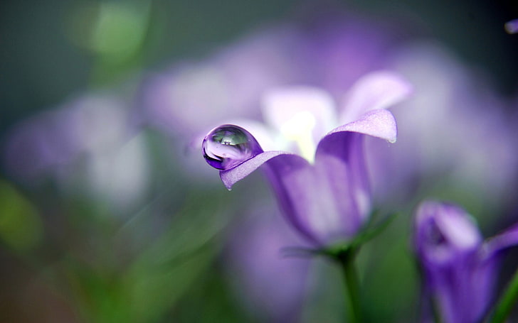 purple petaled flower, flowers, nature, closeup, water drops, HD wallpaper