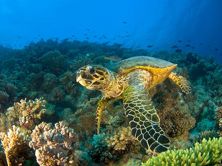 морская черепаха, классная картинка Sea HD, черно-белая черепаха, животные, классная, море, картинка, черепаха, HD обои