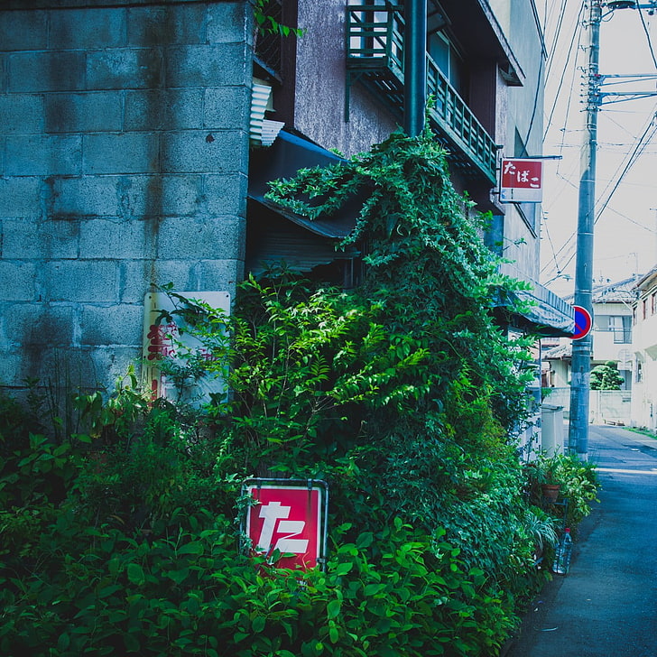 mur de béton gris, Japon, nature, rue, ville, Fond d'écran HD