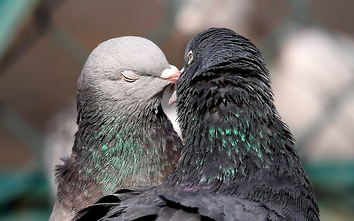 Pigeons, Tenderness, Kissing, Birds, HD wallpaper | Wallpaperbetter