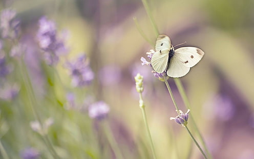przyroda, makro, kwiaty, motyl, owad, zwierzęta, Tapety HD HD wallpaper