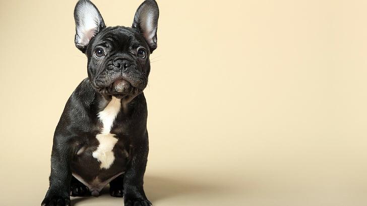 French Bulldog, puppy, cute animals, 4k, HD wallpaper
