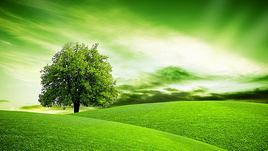 одинокое дерево, холмы, холм, склон холма, холмы, пейзаж, утро, одинокое дерево, луг, зеленый, дневное время, газон, дерево, трава, поле, небо, луг, природа, HD обои HD wallpaper