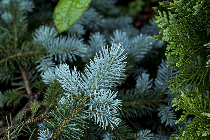green leafed plant, pine, branch, thorny, plants, HD wallpaper