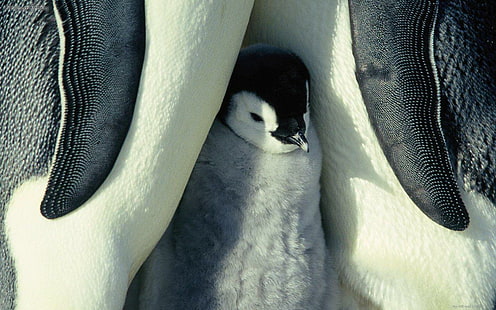 เพนกวินเด็ก, เพนกวิน 3 ตัว, สัตว์, เพนกวิน, วอลล์เปเปอร์ HD HD wallpaper