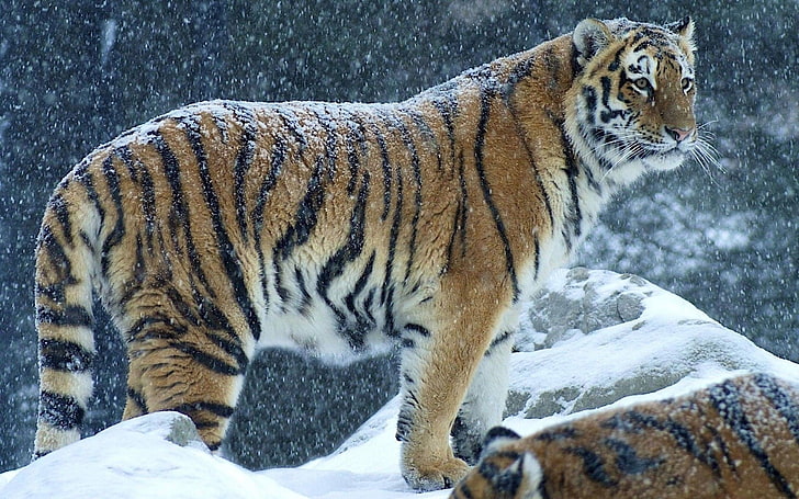 кафяв и черен тигър, тигър, животни, сняг, HD тапет