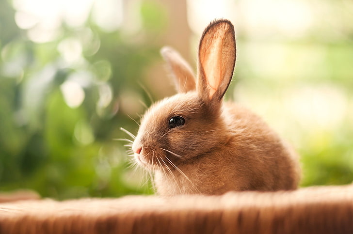 brown bunny, light, small, rabbit, bokeh, HD wallpaper