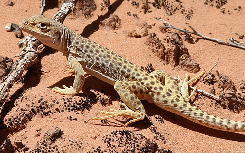 desierto, lagartos, reptiles, Fondo de pantalla HD HD wallpaper
