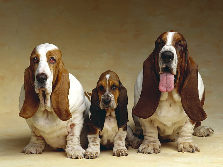 три бело-коричневых бассета, фото, щенок, собаки, животные, три, бассет-хаунд, HD обои
