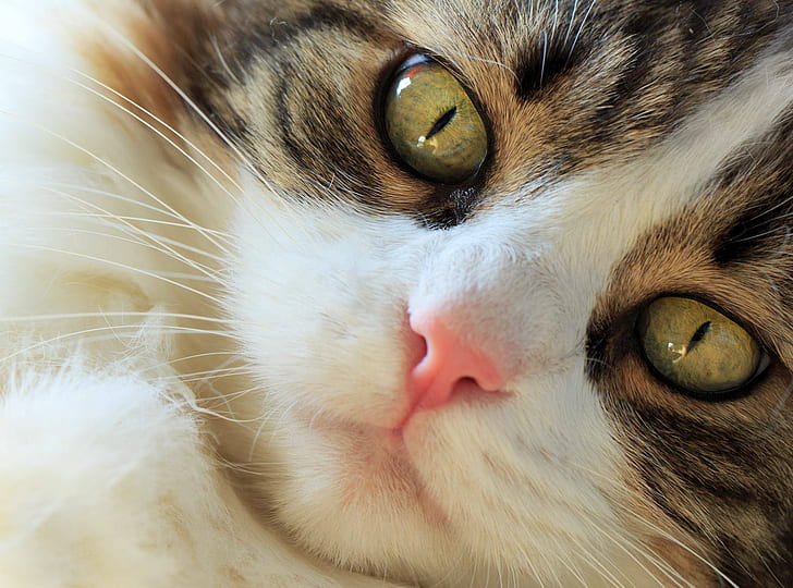 eyes, look, muzzle, cat, Norwegian forest cat, HD wallpaper