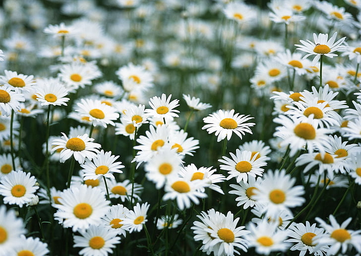 bed of common daisy flowers, field, summer, flowers, chamomile, HD wallpaper