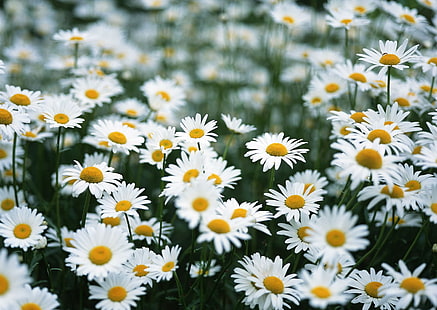 letto di fiori di margherita comuni, campo, estate, fiori, camomilla, Sfondo HD HD wallpaper