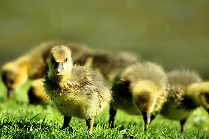 closeup photography of group of ducklings, gosling, gosling, Gosling, Leeds Castle, closeup photography, group, ducklings, Maidstone, Kent, animal, nature, bird, small, grass, baby Chicken, farm, cute, young Bird, young Animal, HD wallpaper