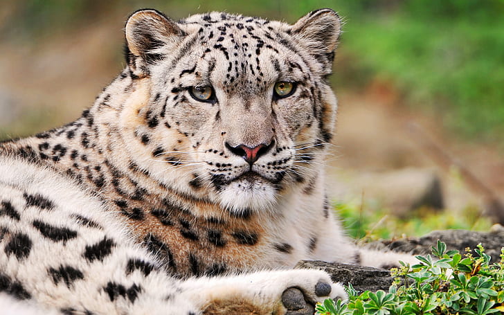 White Snow Leopard, white, snow, leopard, HD wallpaper