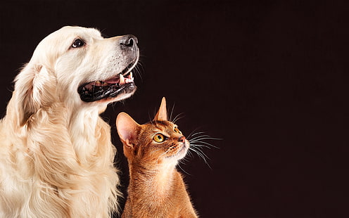 gatta, sfondo, cane, amici, guarda, insieme, Sfondo HD HD wallpaper