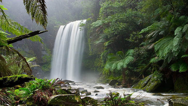 Forest Jungle Waterfall HD, wodospady i zielone drzewa, przyroda, las, wodospad, dżungla, Tapety HD