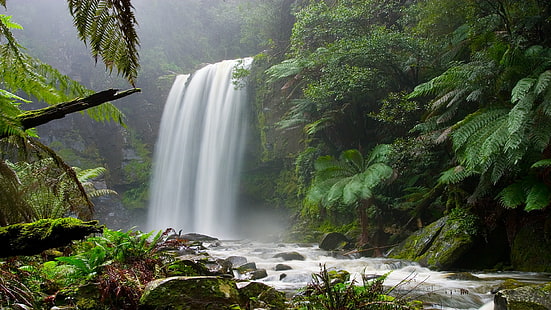 Forest Jungle Waterfall HD น้ำตกและต้นไม้สีเขียวธรรมชาติป่าน้ำตกป่า, วอลล์เปเปอร์ HD HD wallpaper