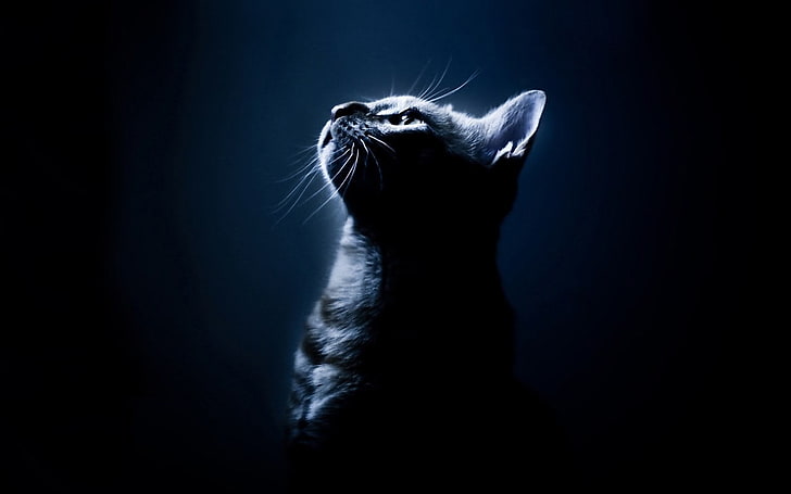 짧은 머리 검은 고양이 Hd 바탕 화면 배경 화면 무료 다운로드 | Wallpaperbetter