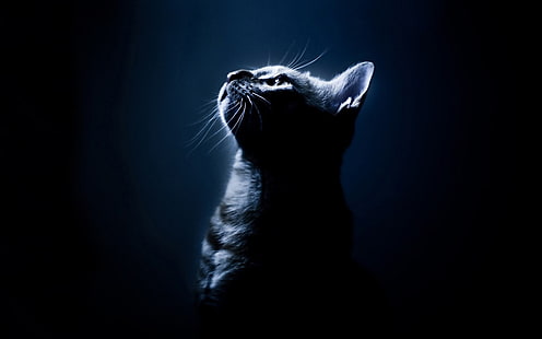 chat noir à poil court, chat, Fond d'écran HD HD wallpaper