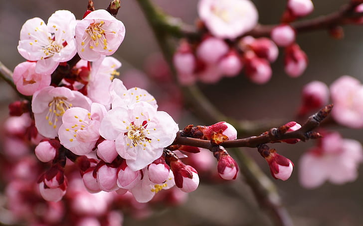 Flower Blossom Cherry Blossom Macro HD, природа, цвете, макро, цвят, череша, HD тапет