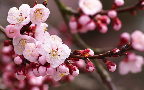 Blumen-Blüten-Kirschblüten-Makro HD, Natur, Blume, Makro, Blüte, Kirsche, HD-Hintergrundbild HD wallpaper