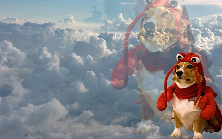 anak anjing tan berlapis pendek dalam kostum lobster, humor, Dodge, langit, awan, inspirasi, lobster, anjing, Wallpaper HD