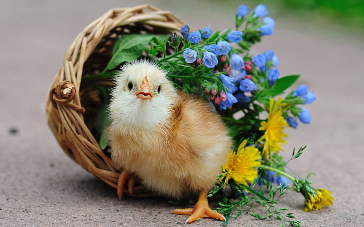 Cute chick, basket, flowers, Cute, Chick, Basket, Flowers, HD wallpaper
