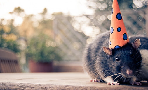 Alles Gute zum Geburtstag-Maus, schwarze Ratte, Tiere, Haustiere, glücklich, Maus, Geburtstag, HD-Hintergrundbild HD wallpaper