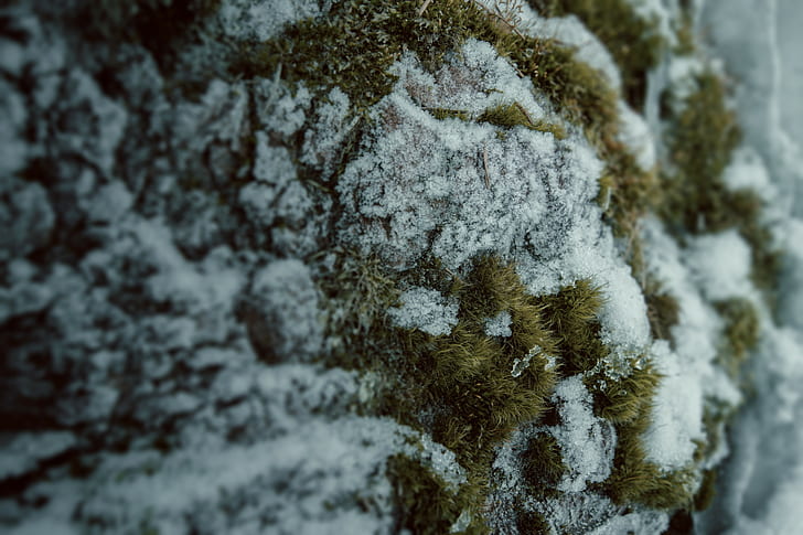 Nature, Grass, Snow, Macro, nature, grass, snow, macro, 4608x3072, HD wallpaper