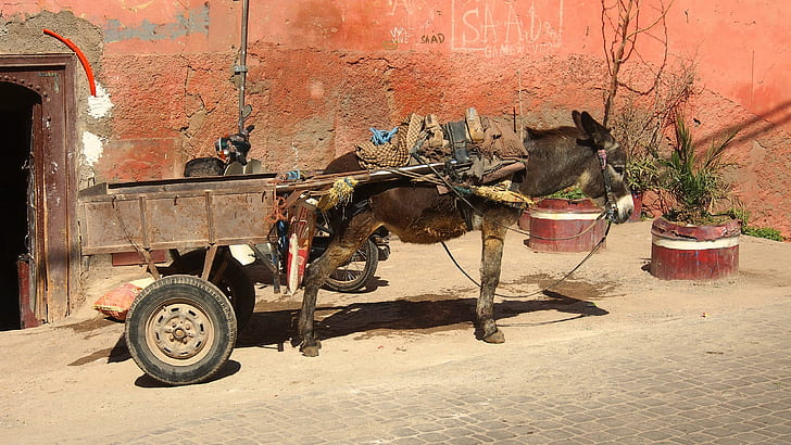 Osioł i wóz w Marakeszu, brązowy osioł, osioł, zwierzę, maroko, świat, wagon, Tapety HD