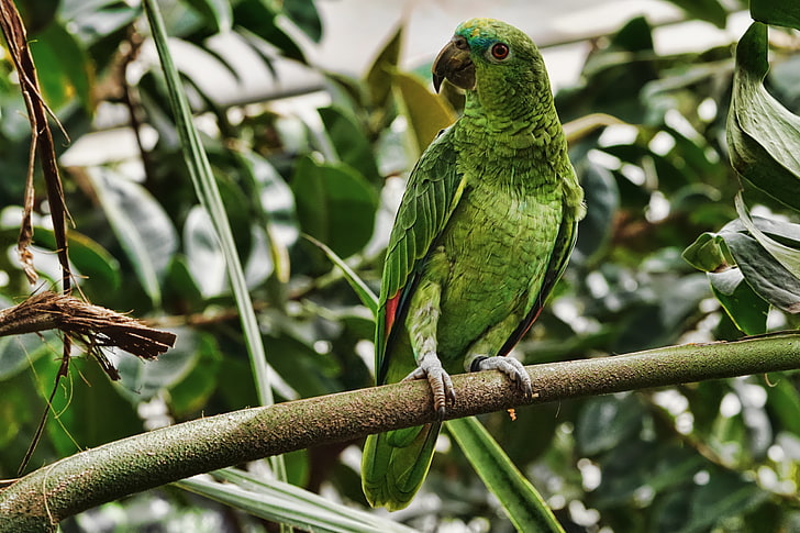 zielona papuga, papuga, zielony, ptak, gałąź, tropikalny, egzotyczny, Tapety HD