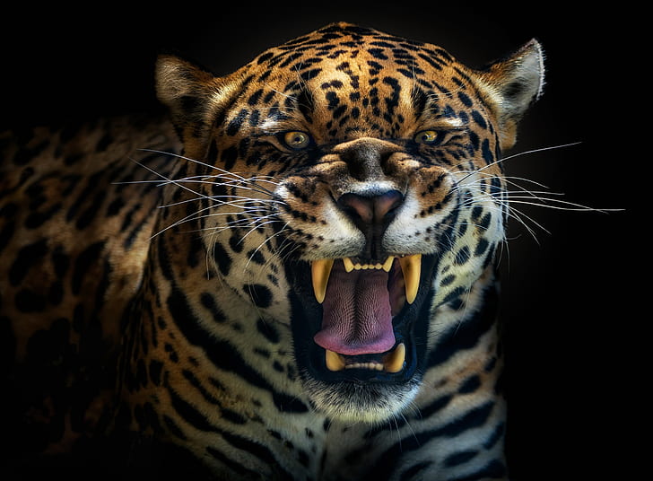 prédateur, Jaguar, léopard, rugissement, Fond d'écran HD