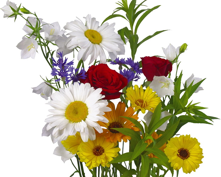 margaritas blancas y amarillas y rosas rojas, rosas, margaritas, gerberas, acianos, bouquet, hierbas frescas, Fondo de pantalla HD
