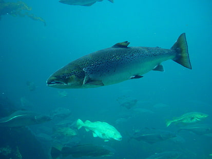 Salmon Fish Underwater Photos, fishes, fish, photos, salmon, underwater, HD wallpaper HD wallpaper