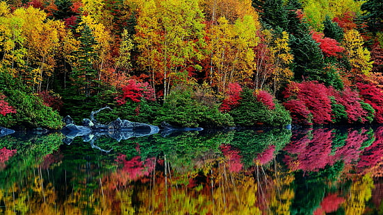 reflection, autumn, leaves, water, vegetation, forest, lake, tree, flora, deciduous, fall, plant, bank, landscape, nature, HD wallpaper HD wallpaper