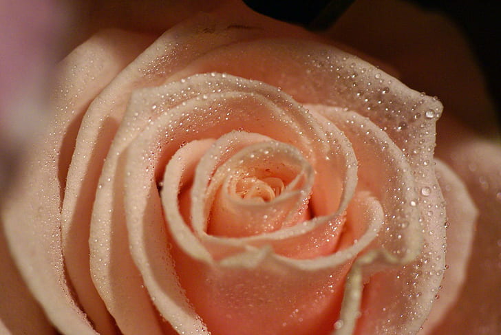 Очень милая персиковая роза., Замечательная женщина, особенная, роза, персик, 3d и абстрактные, HD обои