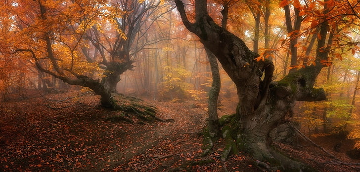оранжево дърво, гора, магия, падане, дървета, листа, мъгла, път, корени, злато, сутрин, природа, пейзаж, оранжево, клон, HD тапет