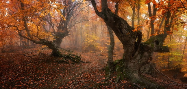 оранжевый лист дерева, лес, магия, осень, деревья, листья, туман, путь, корни, золото, утро, природа, пейзаж, оранжевый, филиал, HD обои HD wallpaper
