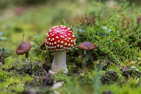 forest, mushroom, nature, red, HD wallpaper HD wallpaper