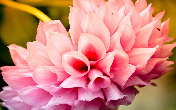 ดอกไม้เย็นดอกไม้สีชมพูเย็นดอกไม้ดอกไม้, วอลล์เปเปอร์ HD